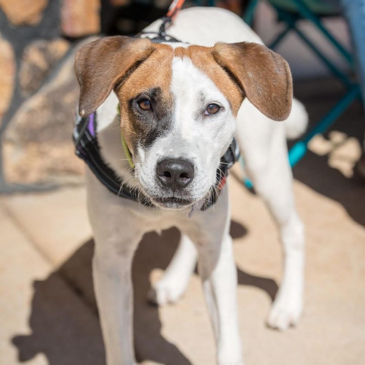 Black Patch, an adoptable Jack Russell Terrier & Hound Mix in Springfield, MO_image-4
