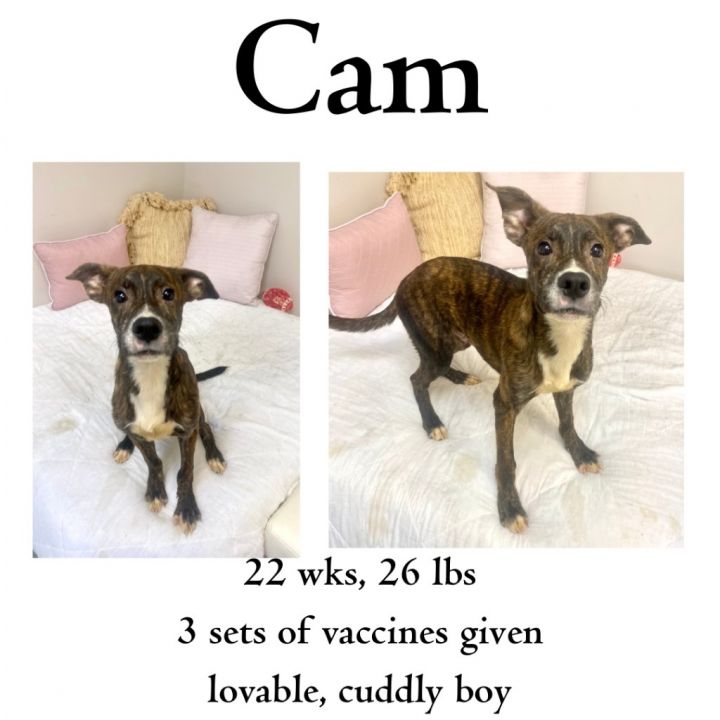 Cam, an adoptable Mixed Breed in Albany, GA_image-1