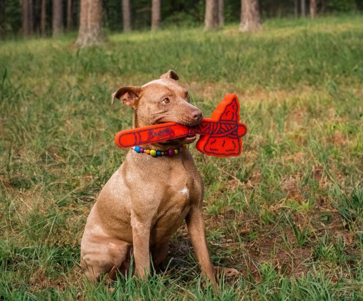 Dog for adoption - Annie, a Pit Bull Terrier in Marietta, GA