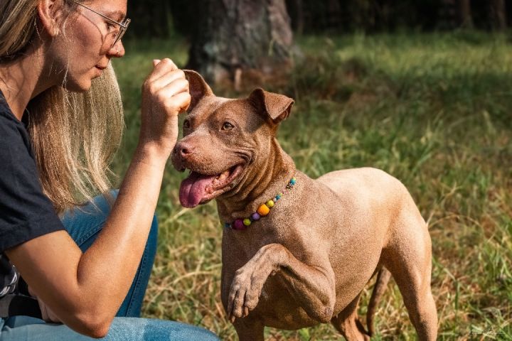 Dog for adoption - Annie, a Pit Bull Terrier in Marietta, GA