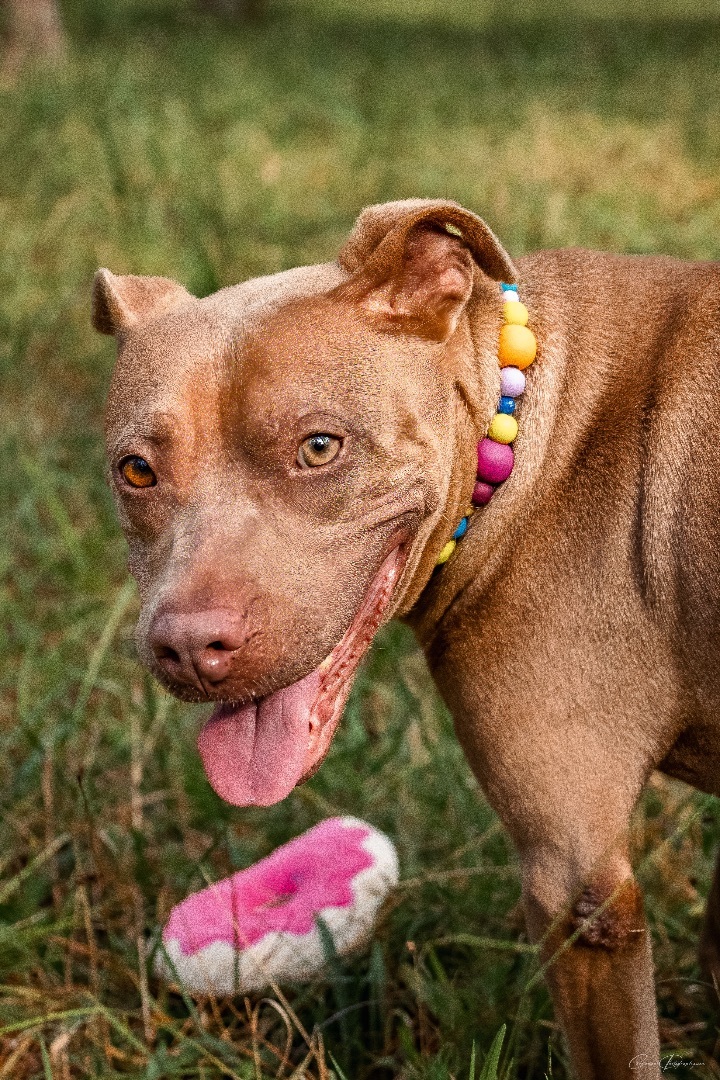 Adopted pets at OZZIE ALBIES FOUNDATION in Marietta, GA 