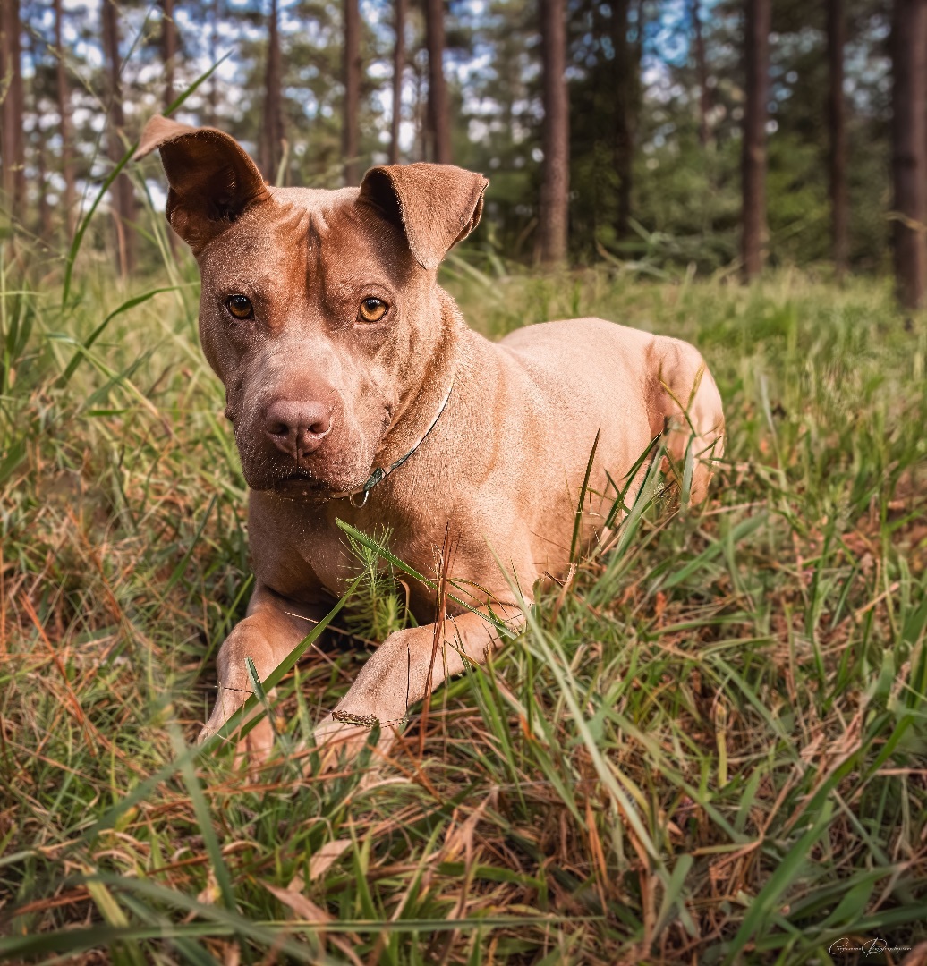 Dog for adoption - Annie, a Pit Bull Terrier in Marietta, GA