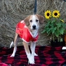 Ody, an adoptable Wirehaired Terrier & Beagle Mix in Springfield, MO_image-2