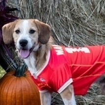 Ody, an adoptable Wirehaired Terrier & Beagle Mix in Springfield, MO_image-5