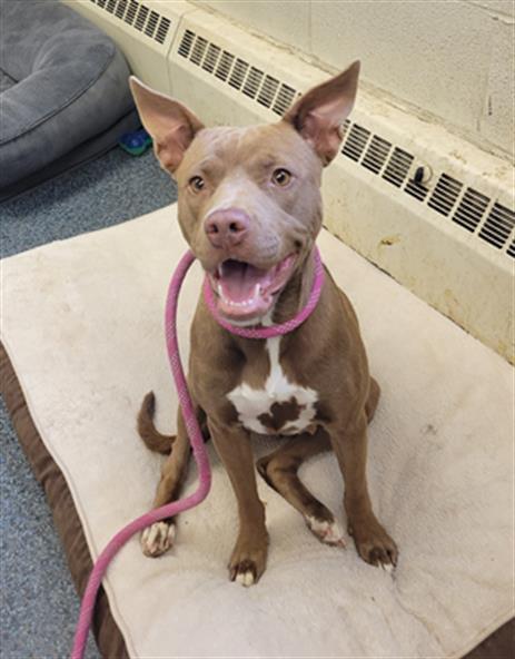 Dog for adoption - HOCUS POCUS, a Pit Bull Terrier in Toledo, OH