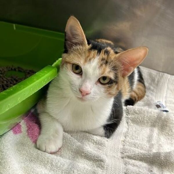 Cher (bonded To Sonny)