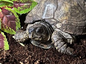 Petfinder tortoise best sale