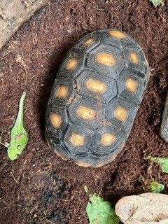 Petfinder tortoise hot sale