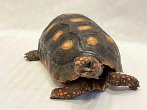 Petfinder tortoise hot sale