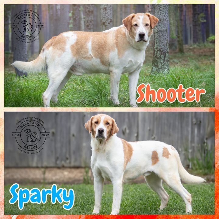 Shooter & Sparky 1
