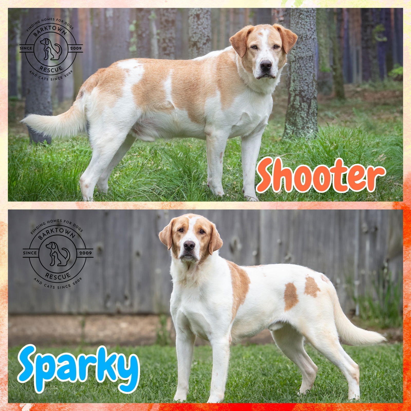 Shooter & Sparky, an adoptable Labrador Retriever, Australian Cattle Dog / Blue Heeler in Boston, KY, 40107 | Photo Image 1