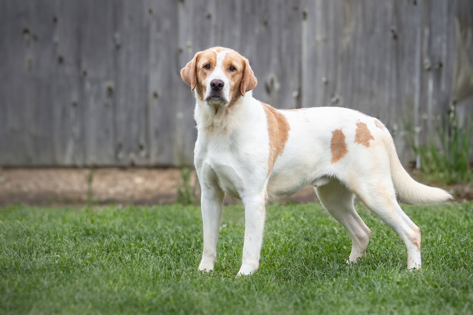 Shooter & Sparky, an adoptable Labrador Retriever, Australian Cattle Dog / Blue Heeler in Boston, KY, 40107 | Photo Image 2