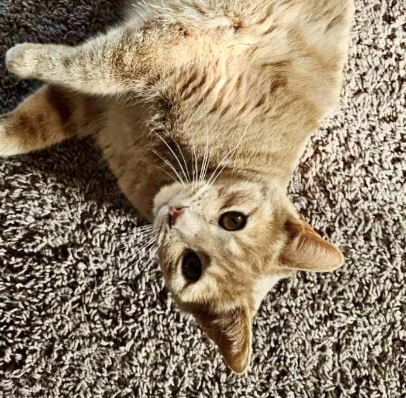 Saratoga - 25 is my lucky number!, an adoptable Domestic Short Hair in Laramie, WY, 82073 | Photo Image 1