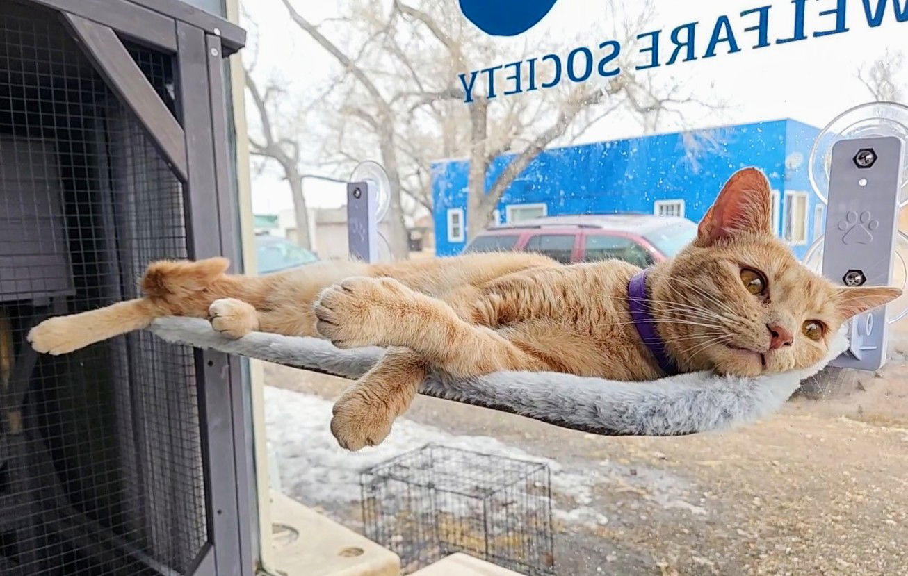 Saratoga, an adoptable Domestic Short Hair in Laramie, WY, 82073 | Photo Image 2