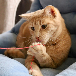 Saratoga - 25 is my lucky number!, an adoptable Domestic Short Hair in Laramie, WY, 82073 | Photo Image 3