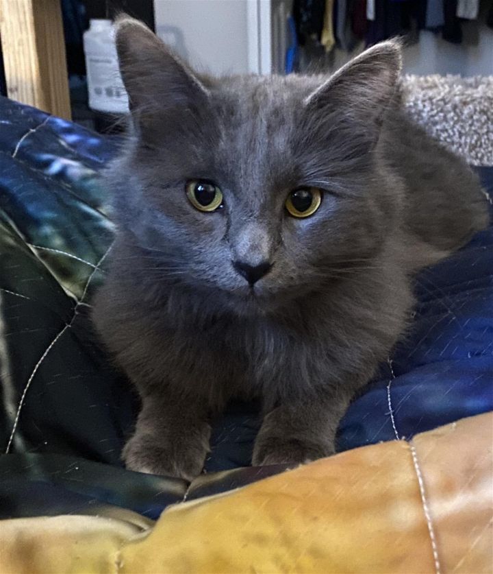 Misty Gray, an adoptable Domestic Long Hair & Russian Blue Mix in Trenton, NJ_image-1