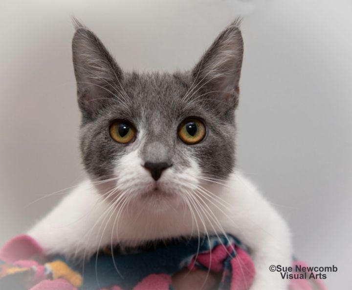 Laney, an adoptable Domestic Short Hair in Shorewood, IL_image-1