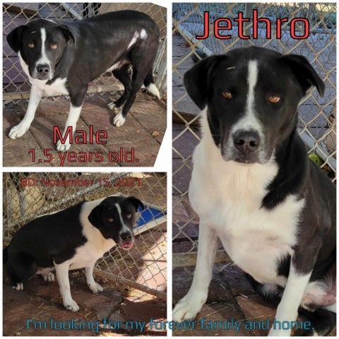 Jethro detail page