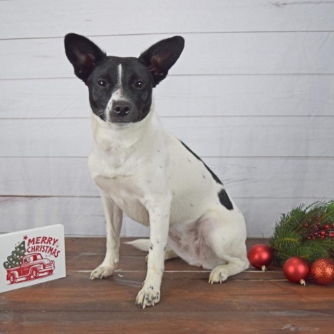 Amaya, an adoptable Cattle Dog Mix in Louisville, KY_image-1