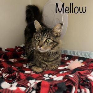 Mellow Domestic Short Hair Cat