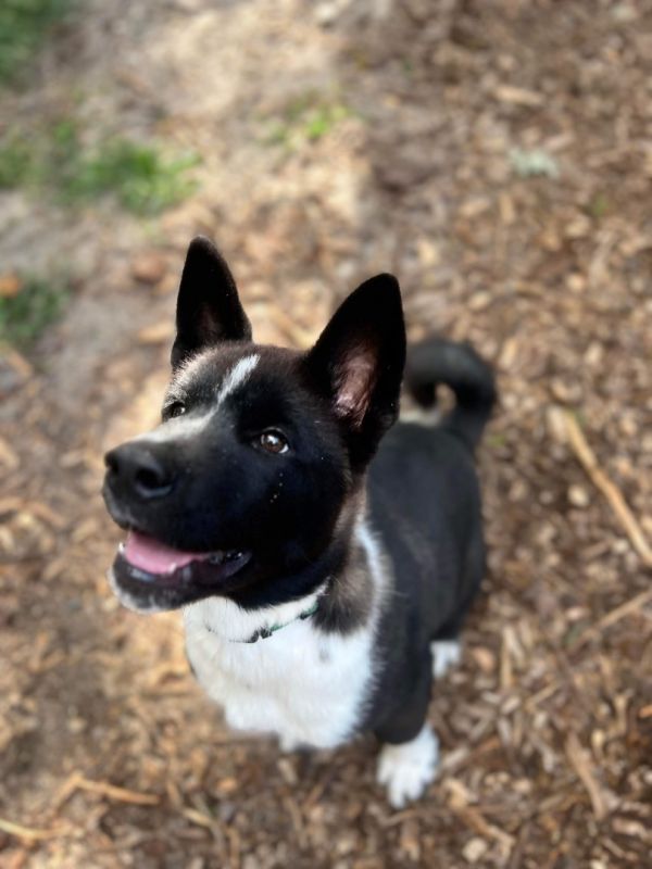 Available - Big East Akita Rescue