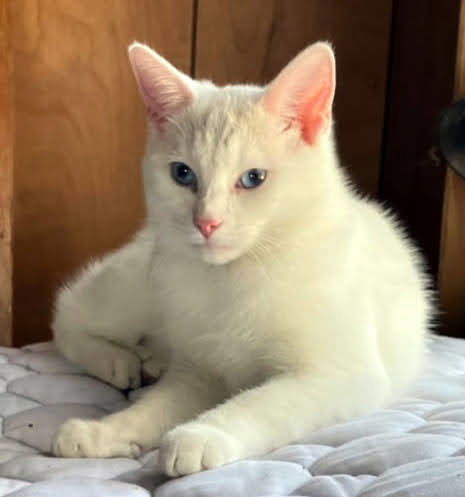 Liv, an adoptable Manx, Siamese in Liberty, NC, 27298 | Photo Image 1