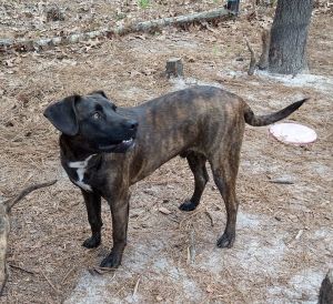 Bart is a lovable 9 month old mixed breed puppy that we rescued from the pound Bart is sweet and