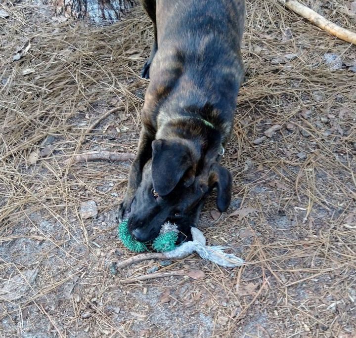 Bart, an adoptable Black Labrador Retriever & American Bulldog Mix in North Augusta, SC_image-3