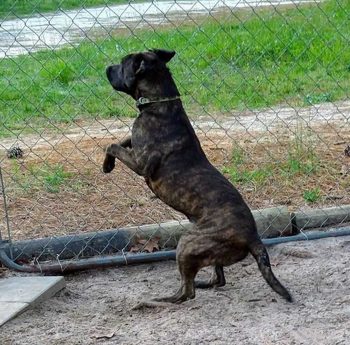 Bart, an adoptable Black Labrador Retriever & American Bulldog Mix in North Augusta, SC_image-6