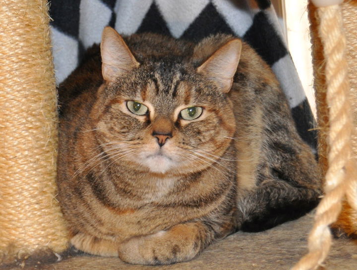 Iris, an adoptable Manx, American Bobtail in Liberty, NC, 27298 | Photo Image 1