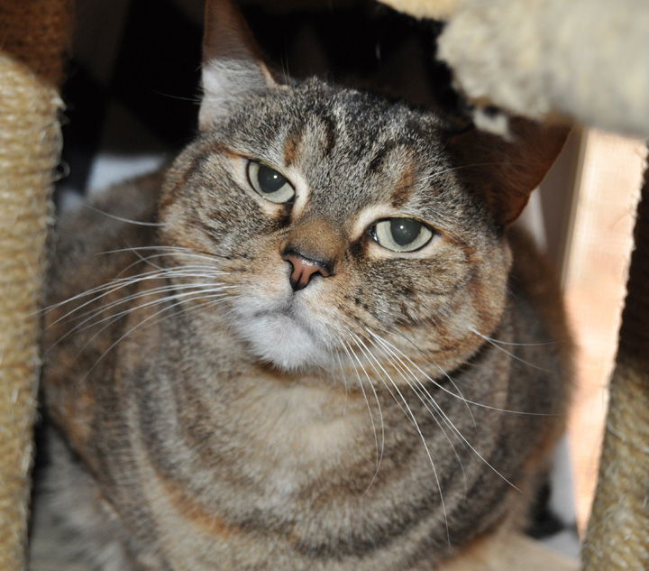 Iris, an adoptable Manx, American Bobtail in Liberty, NC, 27298 | Photo Image 3