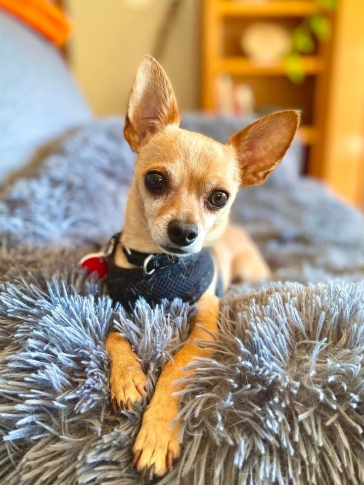 Peanut, an adopted Chihuahua in Portland, OR_image-4