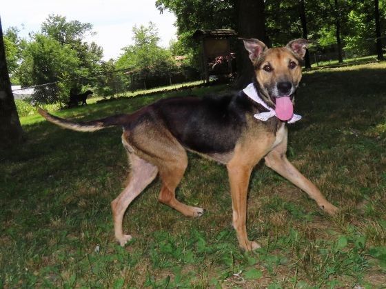 Sasha, an adoptable German Shepherd Dog Mix in St. Cloud, MN_image-4