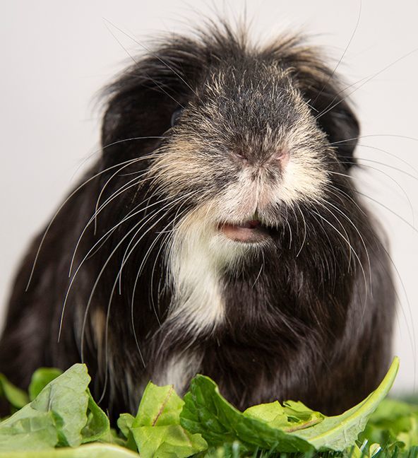 Tru, an adopted Guinea Pig & Short-Haired Mix in Chicago, IL_image-3