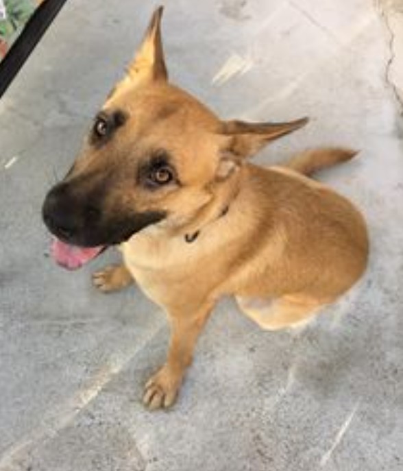 Female german shepherd store mix