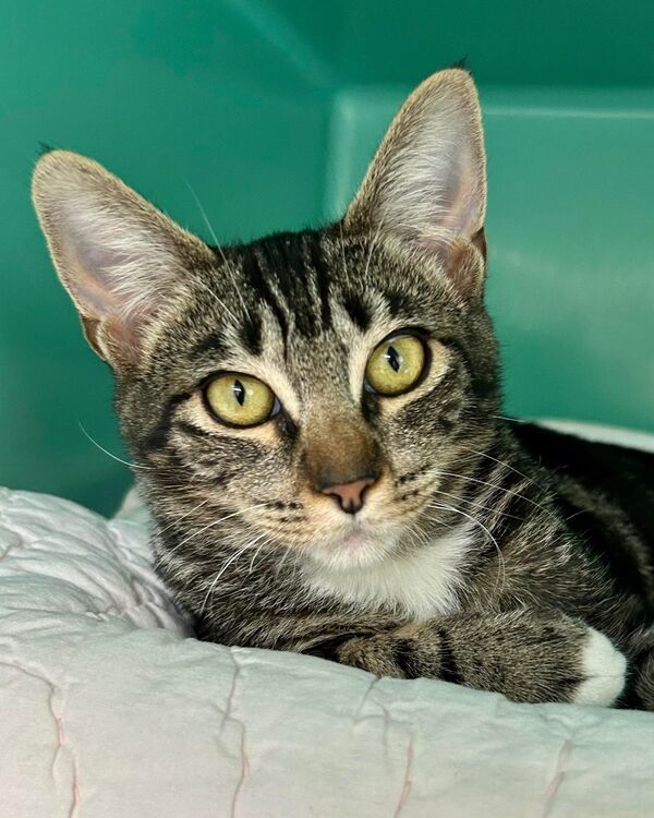 Laney, an adoptable Domestic Short Hair Mix in Novato, CA_image-1