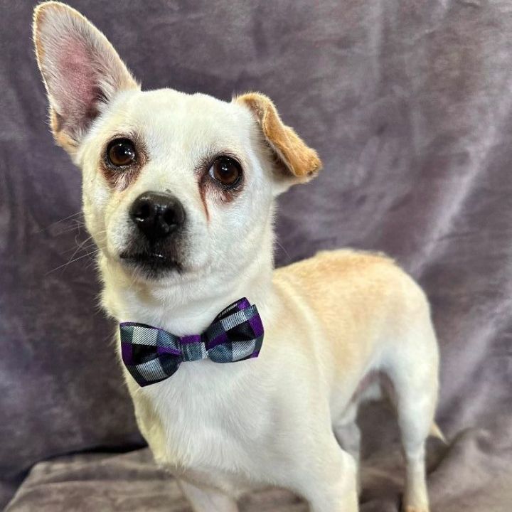 Bolt, an adoptable Chihuahua & Pomeranian Mix in Lodi, CA_image-3