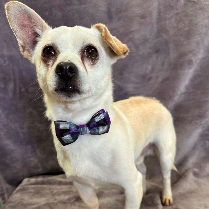 Bolt, an adoptable Chihuahua & Pomeranian Mix in Lodi, CA_image-4