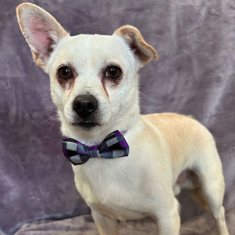 Dog for adoption - Bolt, a Chihuahua & Pomeranian Mix in Lodi, CA ...