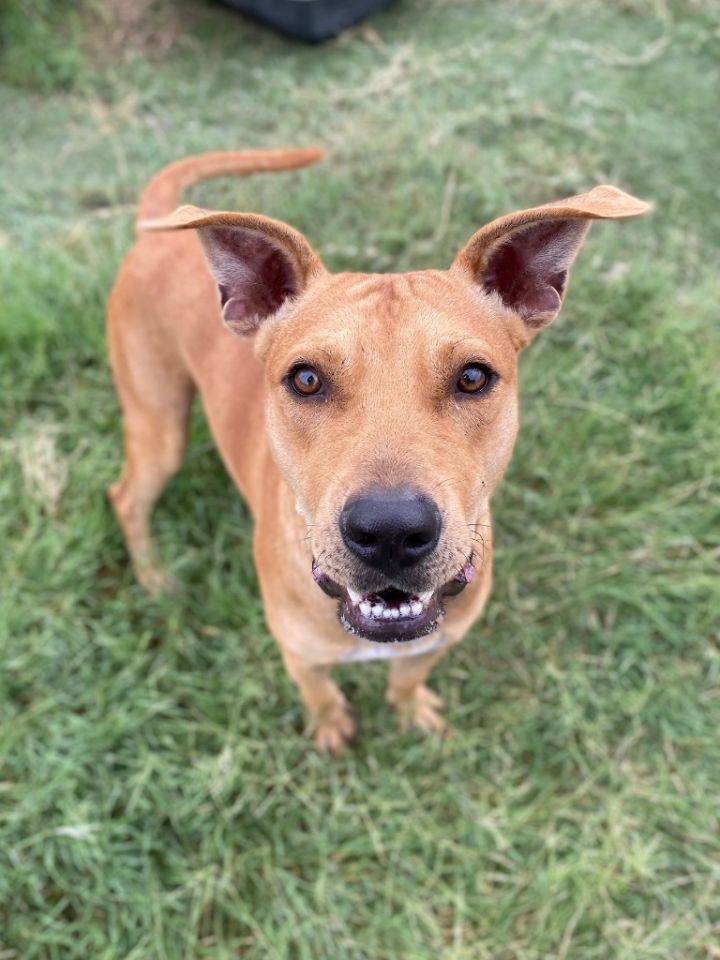 Apple Jack, an adoptable Terrier Mix in New Braunfels, TX_image-1