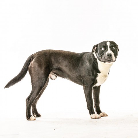 Athos, an adoptable Mixed Breed in Reno, NV_image-4