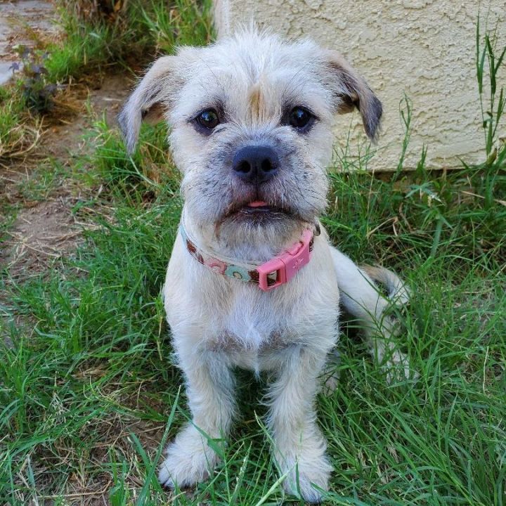 Tatertot, an adoptable Border Terrier & Pug Mix in Temecula, CA_image-3