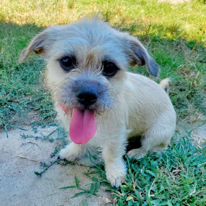 Tatertot, an adoptable Border Terrier & Pug Mix in Temecula, CA_image-4