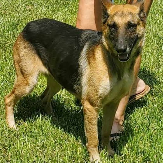Sassy, an adoptable German Shepherd Dog in Strasburg, VA_image-1