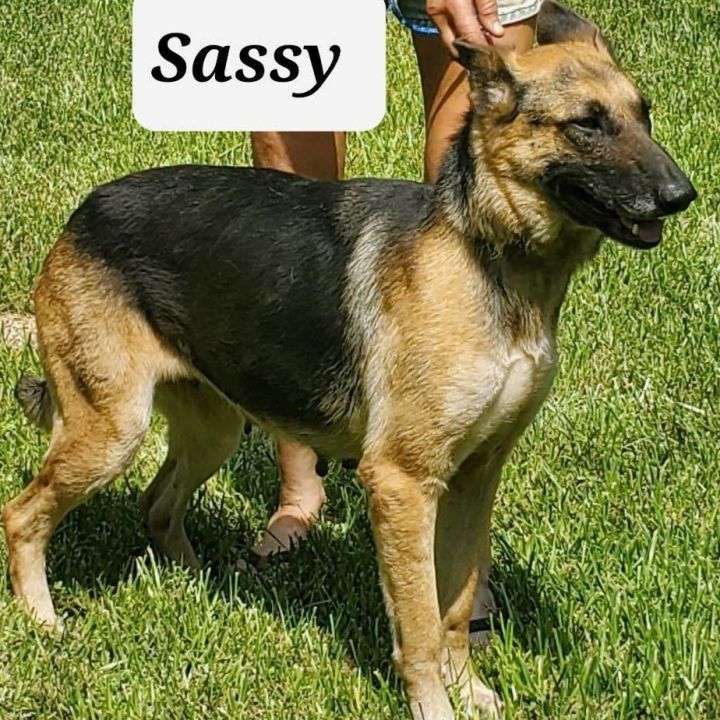 Sassy, an adoptable German Shepherd Dog in Strasburg, VA_image-2