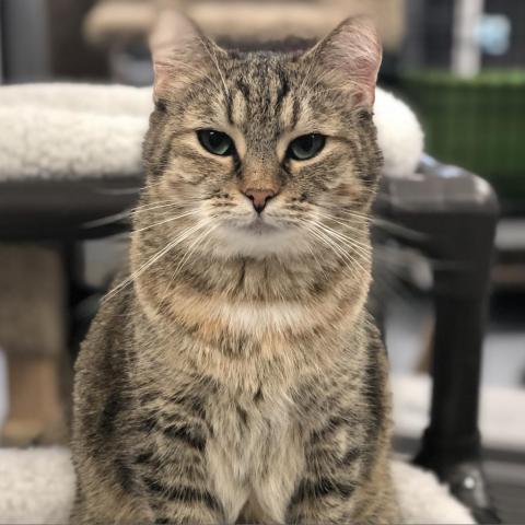 Moe, an adoptable Domestic Short Hair in Carroll, IA, 51401 | Photo Image 1