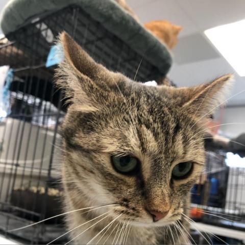 Moe, an adoptable Domestic Short Hair in Carroll, IA, 51401 | Photo Image 2