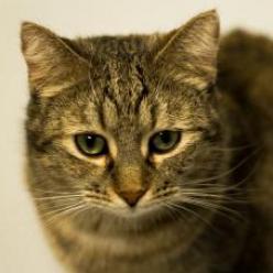 Moe, an adoptable Domestic Short Hair in Carroll, IA, 51401 | Photo Image 5