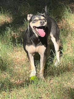 Dog for adoption - Deuce , a Fox Terrier Mix in Lawrenceville, GA ...