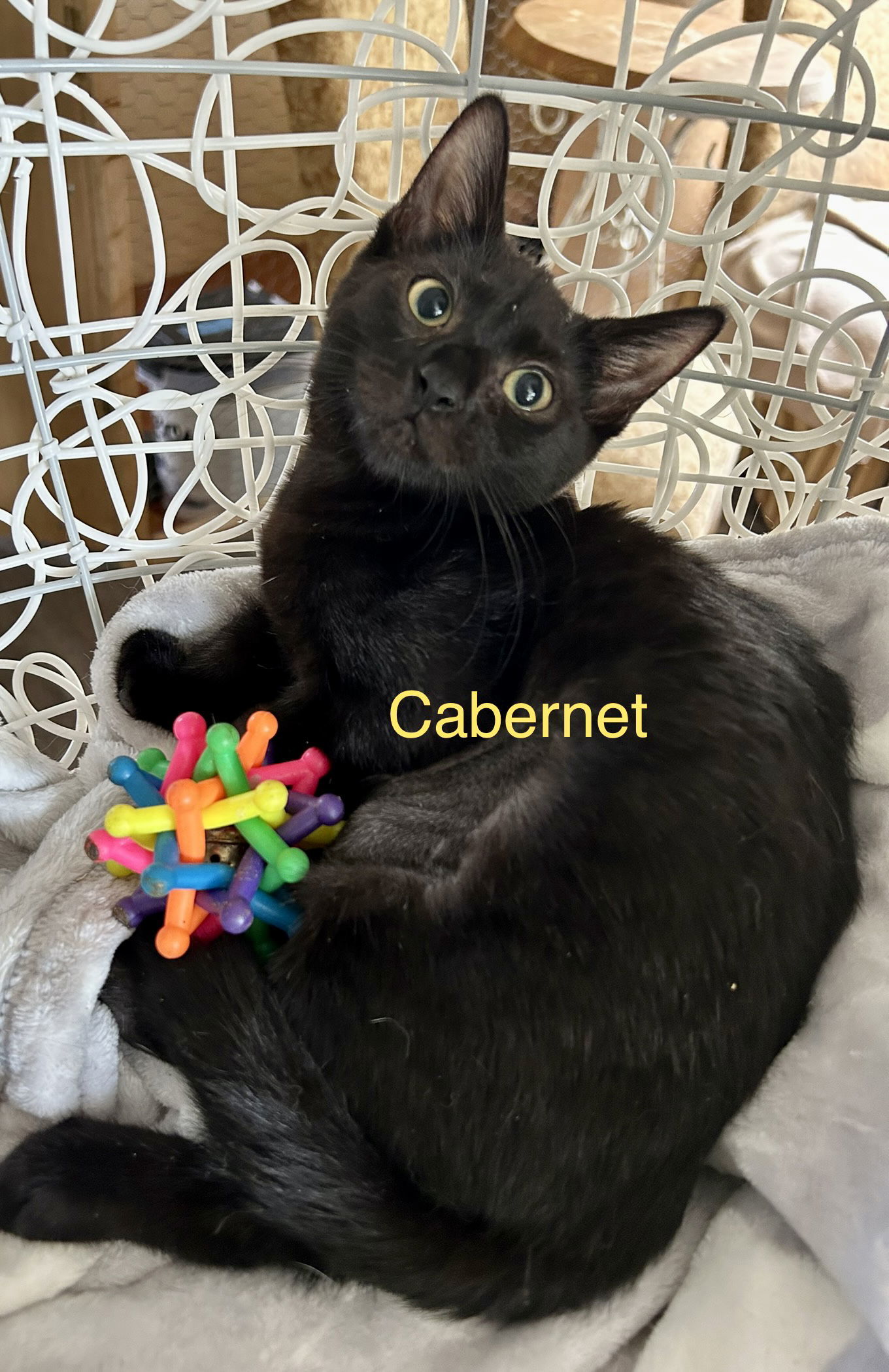 Cabernet